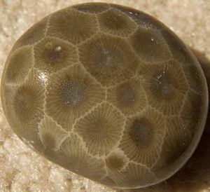 A Petoskey stone, the state stone of Michigan, is a fossil colonial coral. These  corals lived in warm shallow seas that covered Michigan  during Devonian time, some 350 million years ago.