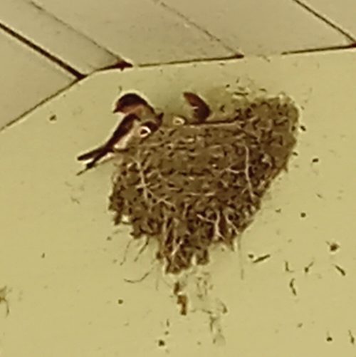 A swallow's nest attached to a beam of a picnic shelter. 
